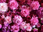 Roses