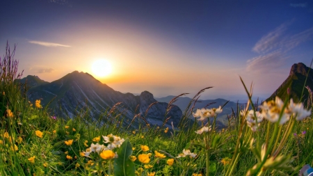 A nice field of flowers atop a mountain range - flower, flowers, grass, green, landscape, mountain, mountains, sky, sun, valley