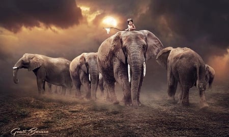 Under The Sun - anumals, herd, awesome, brown, sky, Elephants, ominous