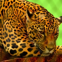 Leopard resting on a brown log