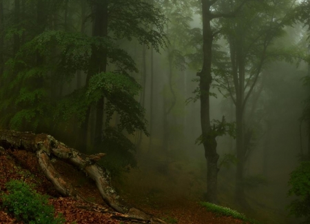At the forest - fug, trees, wood, forest
