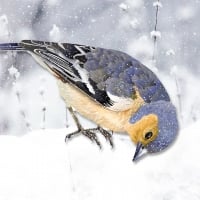 Winter Finch 2