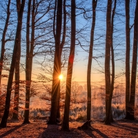 First Frost in Forest