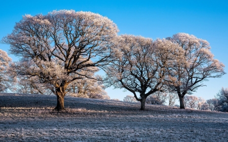 Hoarfrost - field, trees, winter, hoarfrost