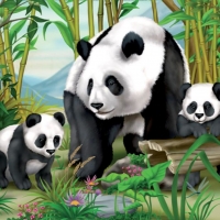 Panda Bears