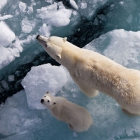 Polar bear family