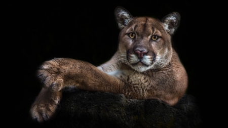 Cougar - black, animal, paw, puma, cougar