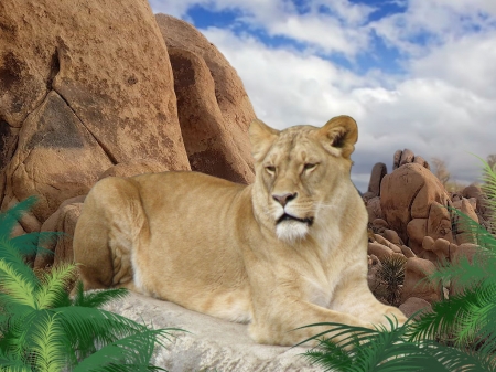 leon - leon, plant, rock, sky