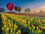 Hot air and balloons over tulip field