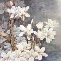 White magnolia