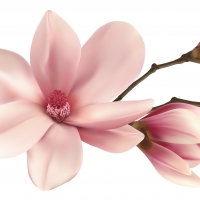 Magnolia