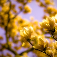 Yellow magnolia