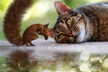 :D - animal, funny, cute, acorn, pisici, squirrel, veverita, cat