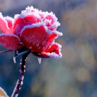 Frozen rose