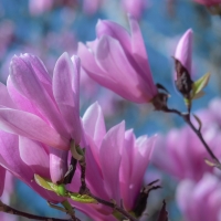 Magnolia