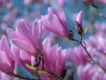 Magnolia