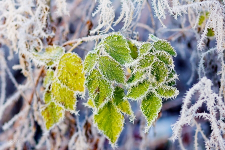 Frost On Leaves - abstract, branch, frost, leaves, photography, tree