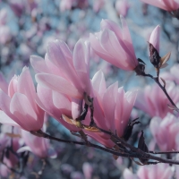 Pink Magnolia