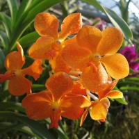 Orchids