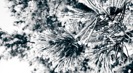 Snowy pine needles