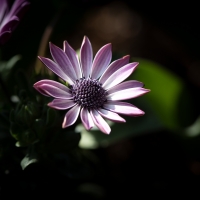 Osteospermum