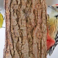 Tit and a red bellied woodpecker