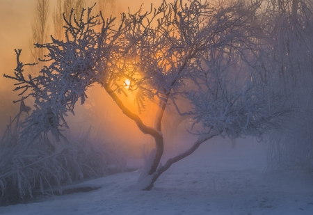 Sunset - peisaj, winter, sunset, iarna, snow, tree