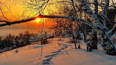 fog at sunset - winter, sunset, tree, sun