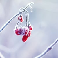 Frozen red berries