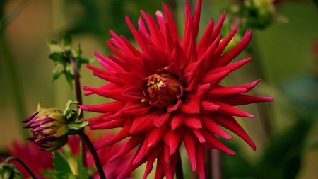 Red Flower - flower, nature, red, garden