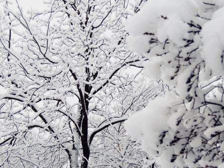 Snow Covered Branches - Photography, Winter, Snow, Trees, Nature, Branches