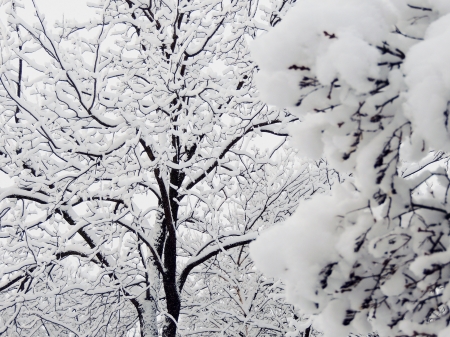 Snow Covered Branches - Trees, Snow, Nature, Branches, Winter, Photography