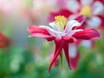 Aquilegia