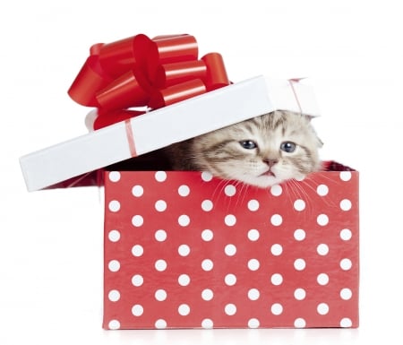 :D - cat, white, animal, kitten, red, valentine, pisici, cute, box, gift, bow, dot