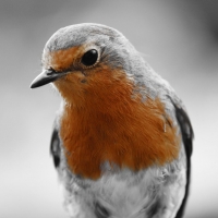 Robin close-up