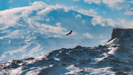 Freedom - freedom, eagle, snow, clouds, sky, mountains