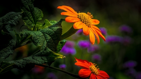 Flowers - flower, orange, red, beautiful