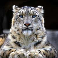 Sapphire-eyed snow leopard