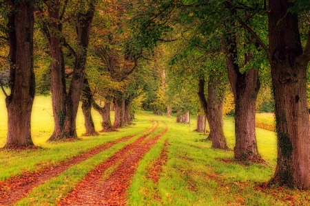 A road - pretty, trees, alley, photography, road, HD