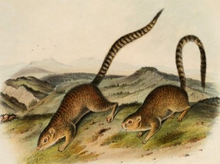 Marmot Squirrels - animals, brown, sand, squirrels