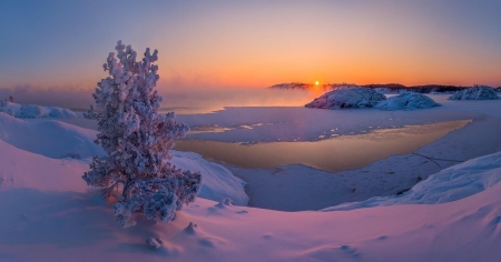 ~ Winter's Sunset - snow, sun, tree, winter