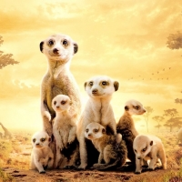 Meerkat family