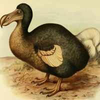 Dodo Bird