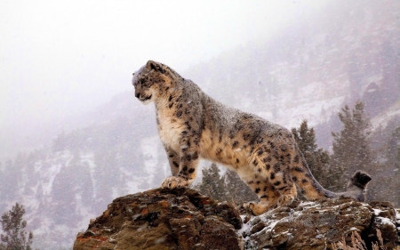 Snow Leopard - Cats & Animals Background Wallpapers On Desktop Nexus 