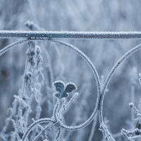 Frost on vegetation and railing