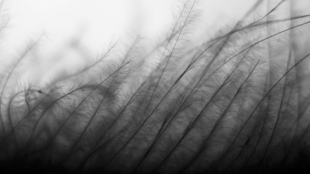 Abstract, black and white grass - abstract, air, movement, filter, grass, plant, life, deep, black, white, black and white