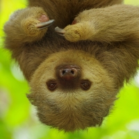 Baby sloth