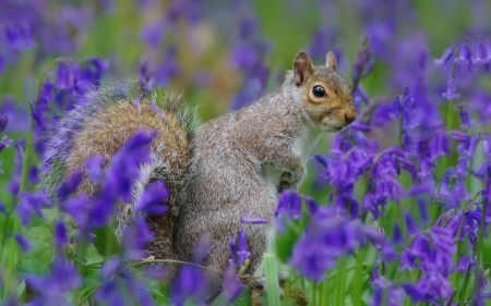 Squirrel - animal, flower, green, purple, squirrel, summer, vara, veverita