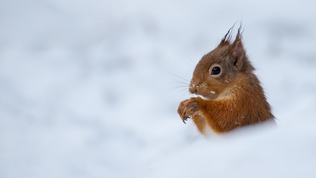 Squirrel - animal, iarna, snow, squirrel, veverita, white, winter