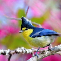 Taiwan Yellow Tit